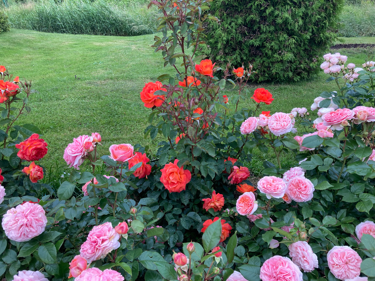 Самая западная часть Нижнего парка, граница. Фото автора.