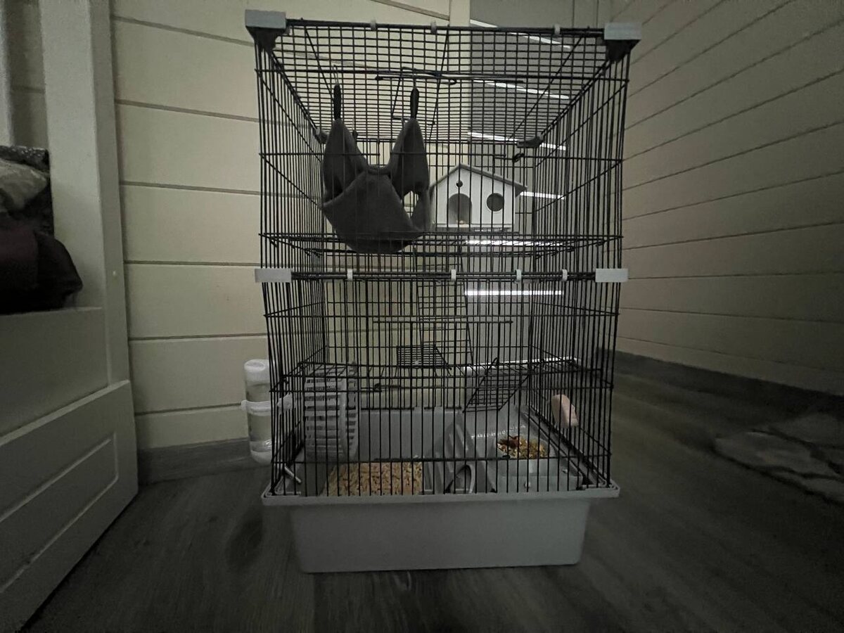 Клетка Тиши