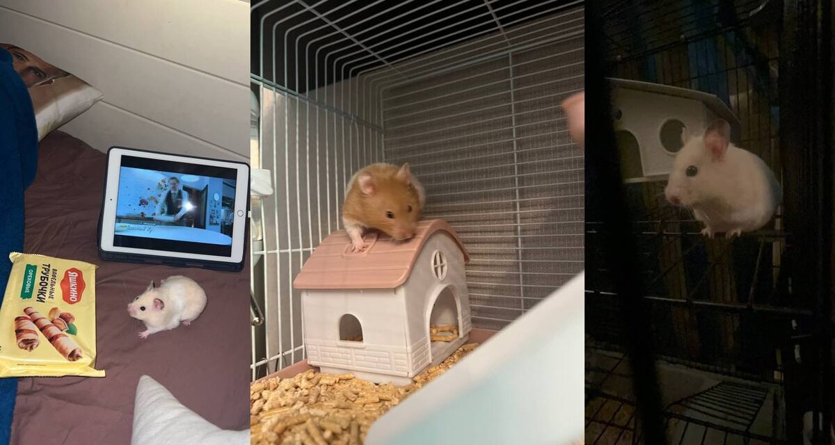 просто фото моих хомячков