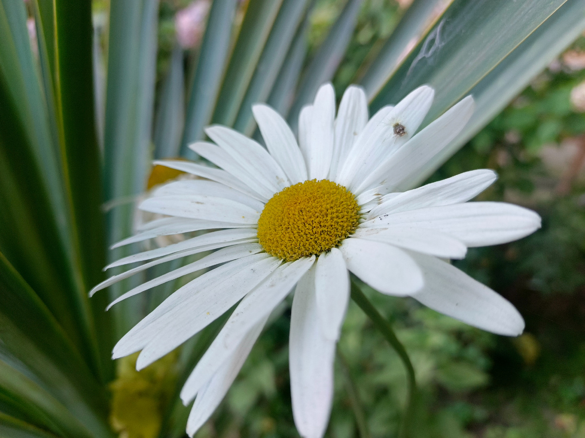 Адлер, июль 2025 г.