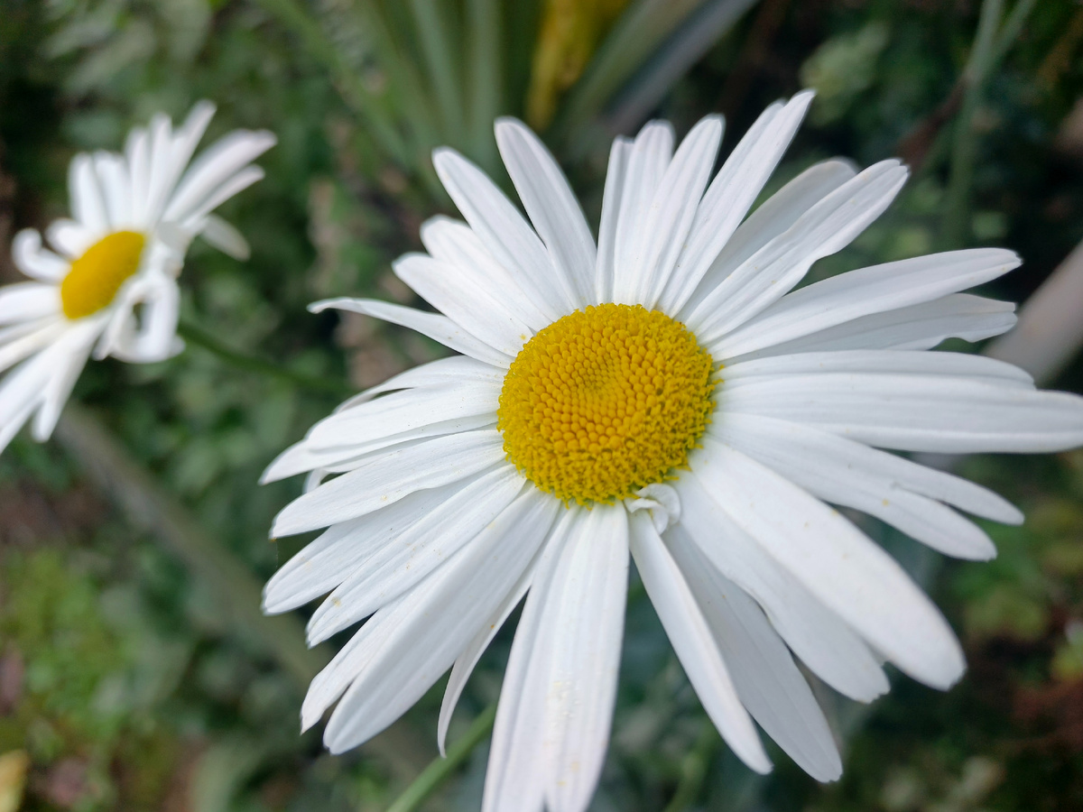 Адлер, июль 2025 г.