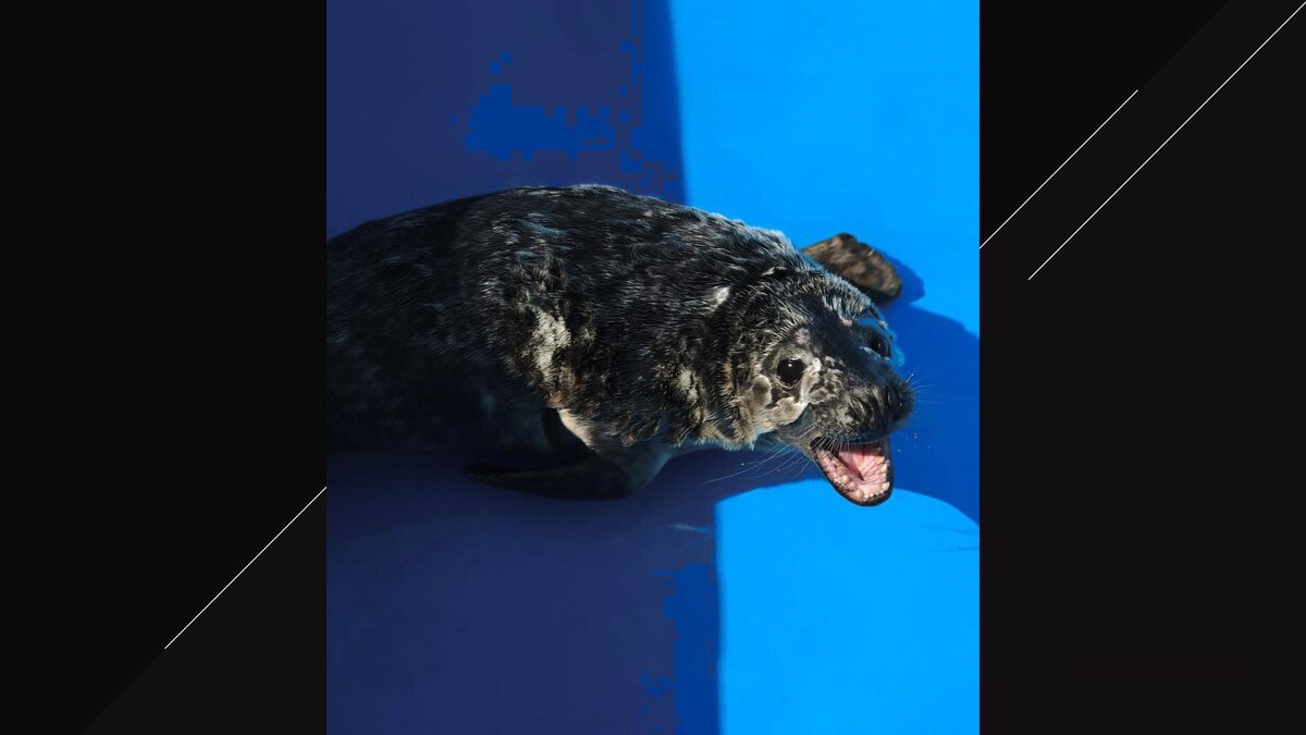    Фото: t.me/kunpp46