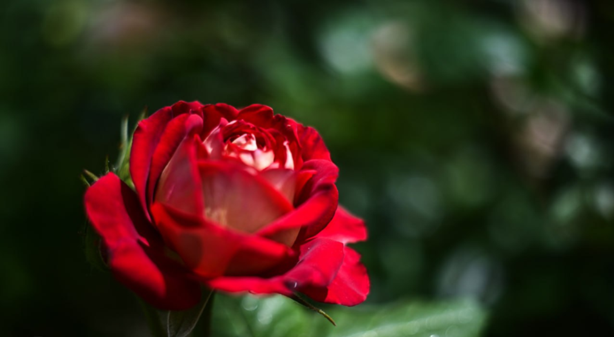 Фото из свободных источников/Символ Донецка