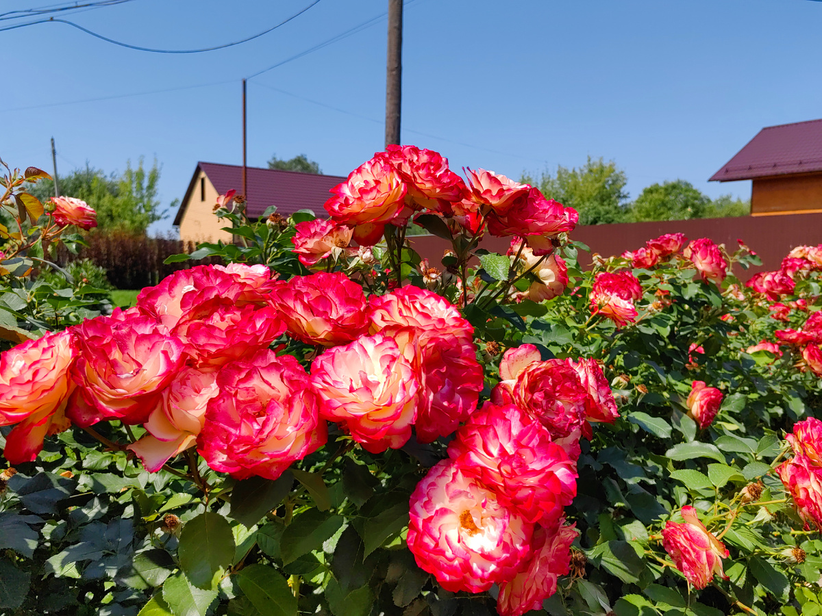 Юбилей принца монако 