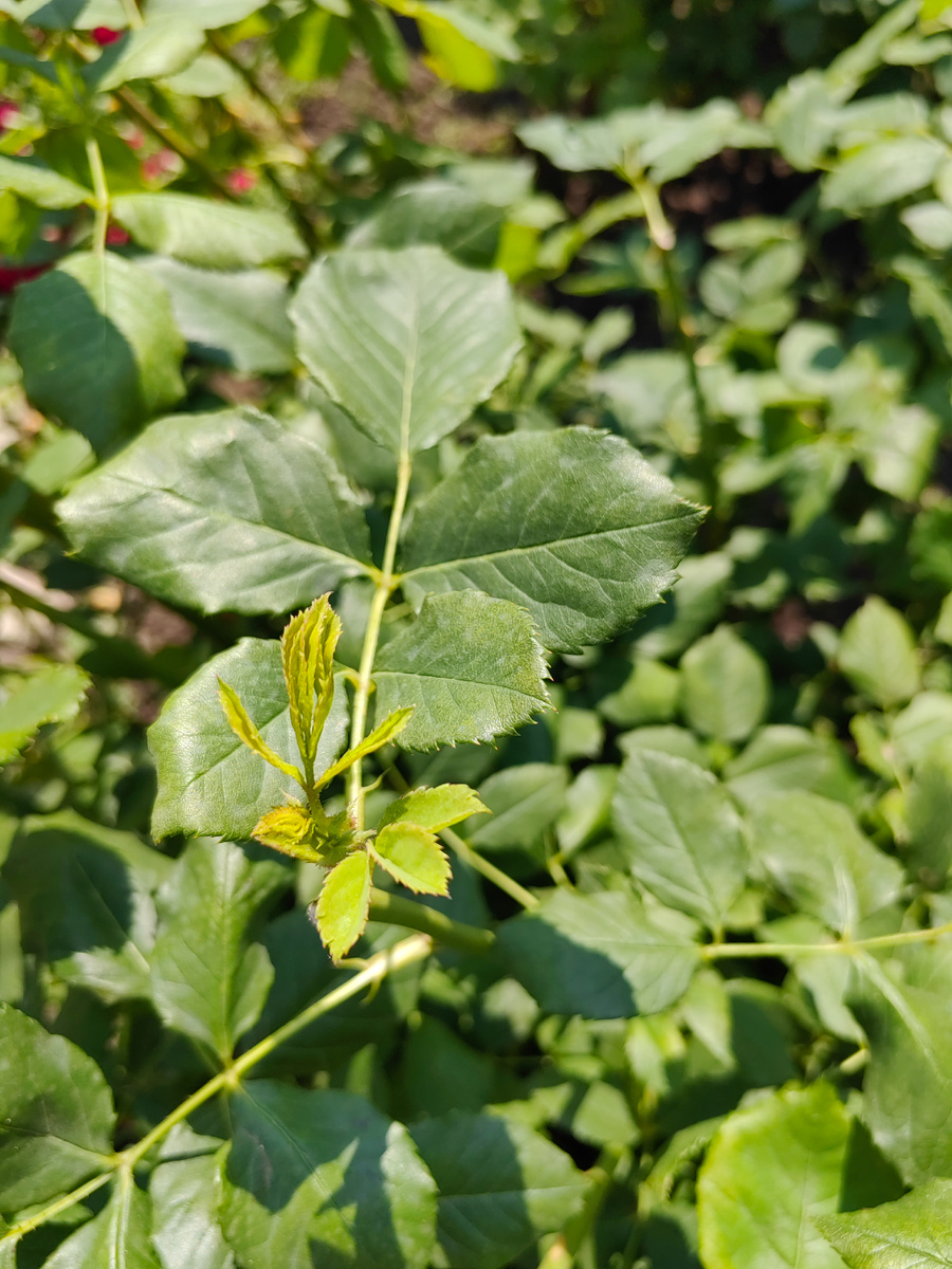 Из пазухи листа после обрезки сразу появляется новый побег.