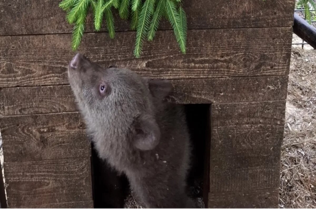    Привезённой из Пермского Края в Тверскую область медведице дали имя