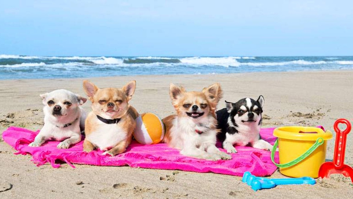 Может, собакам и хорошо - не знаю. Фотография из свободного доступа