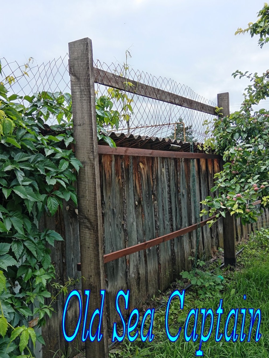 специально соорудил конструкцию из столбов с поперечинами вдоль сарая, чтобы натянуть сетку. выращу вдоль сарая зеленую стенку из дикого винограда.