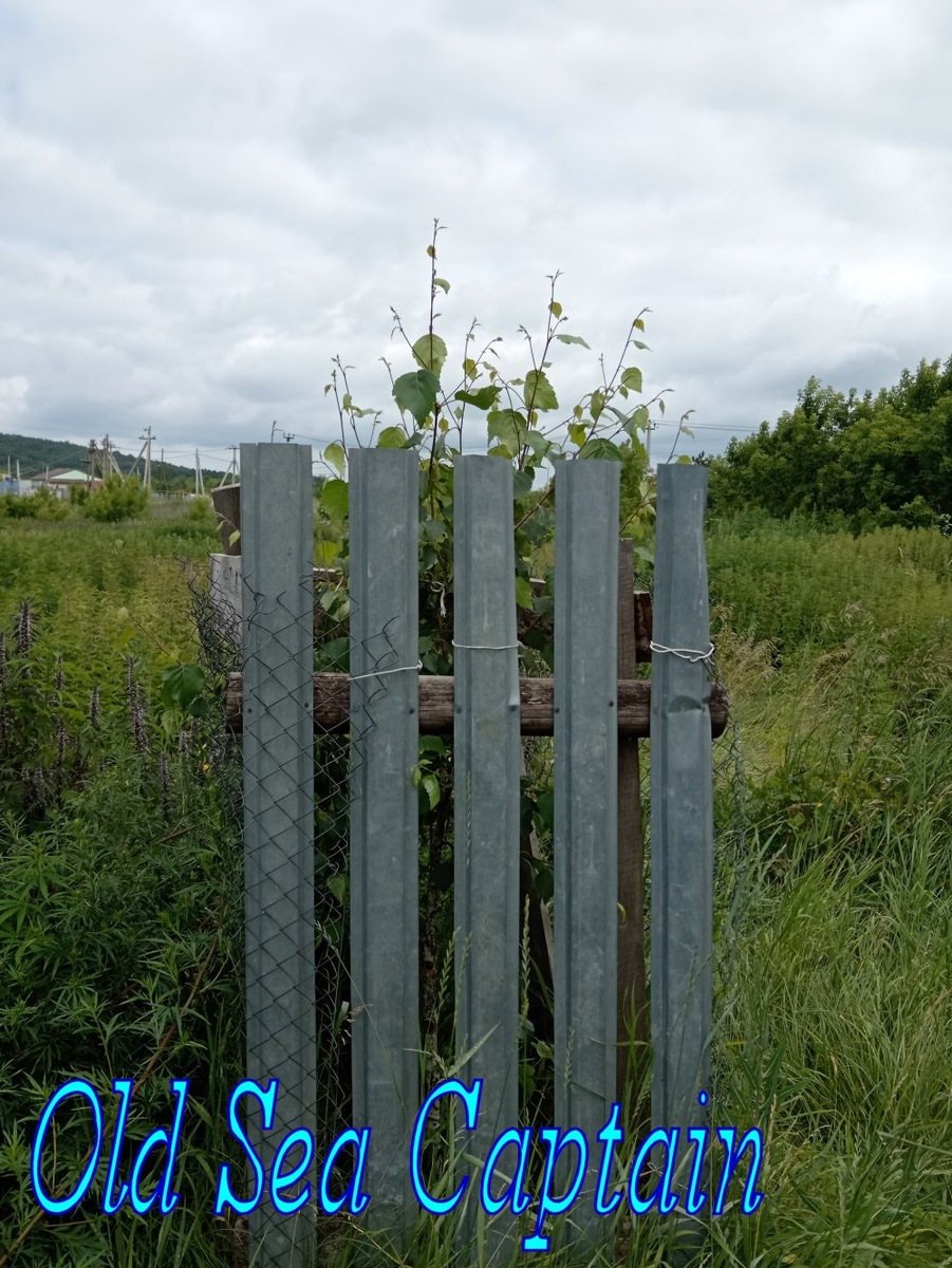 березка. рад, что она выжила после прошлогоднего объедания веток, уже пошла в рост.