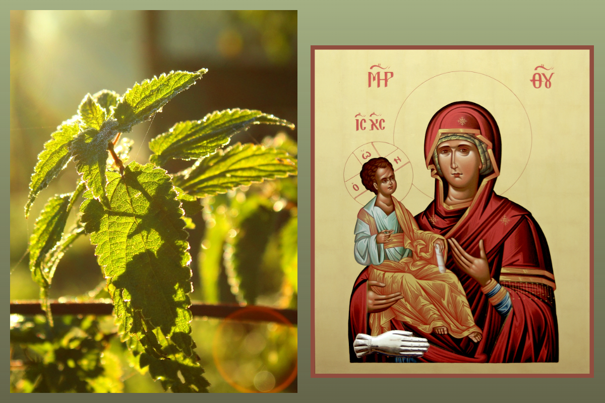 Икона Богородицы Троеручица/azbuka.ru, Крапива/pixabay.com