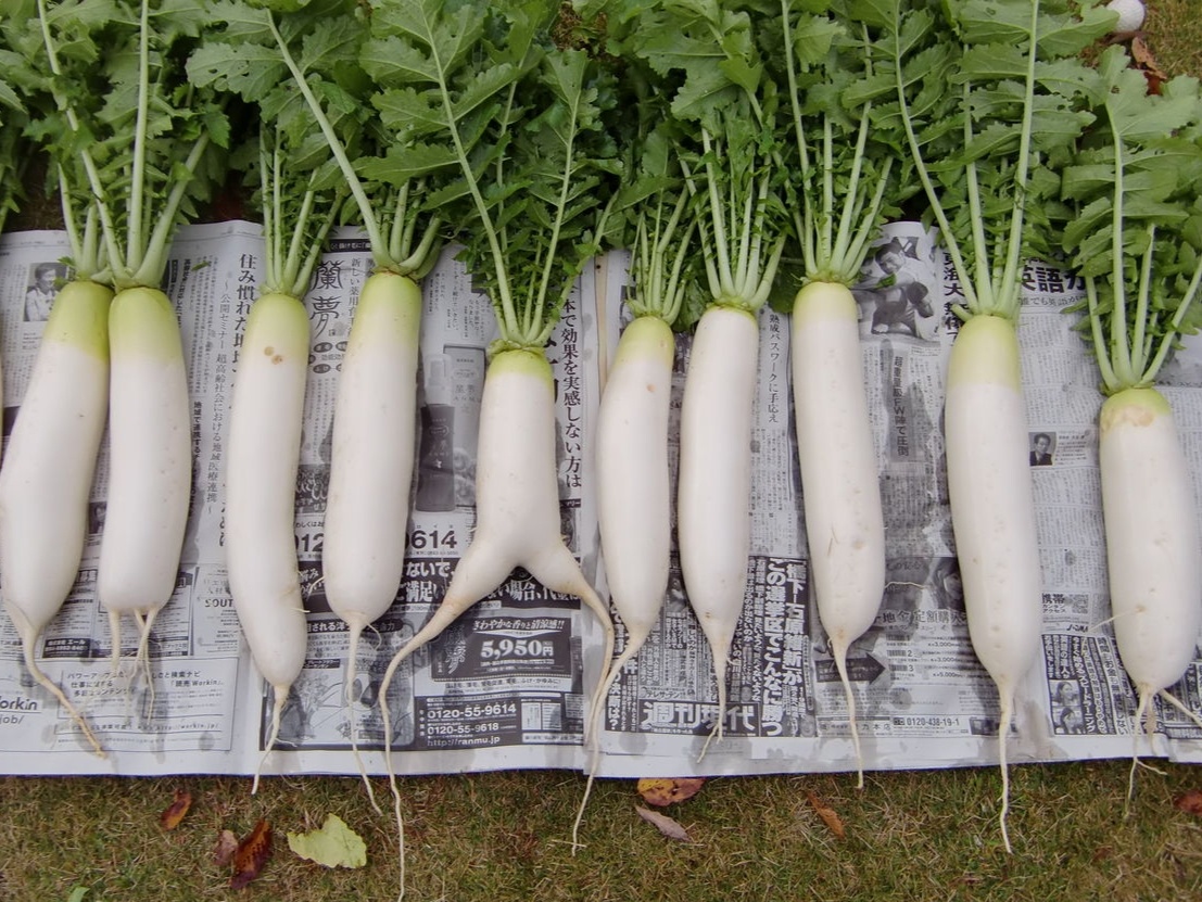 Фото: echigofarm.blogspot.com