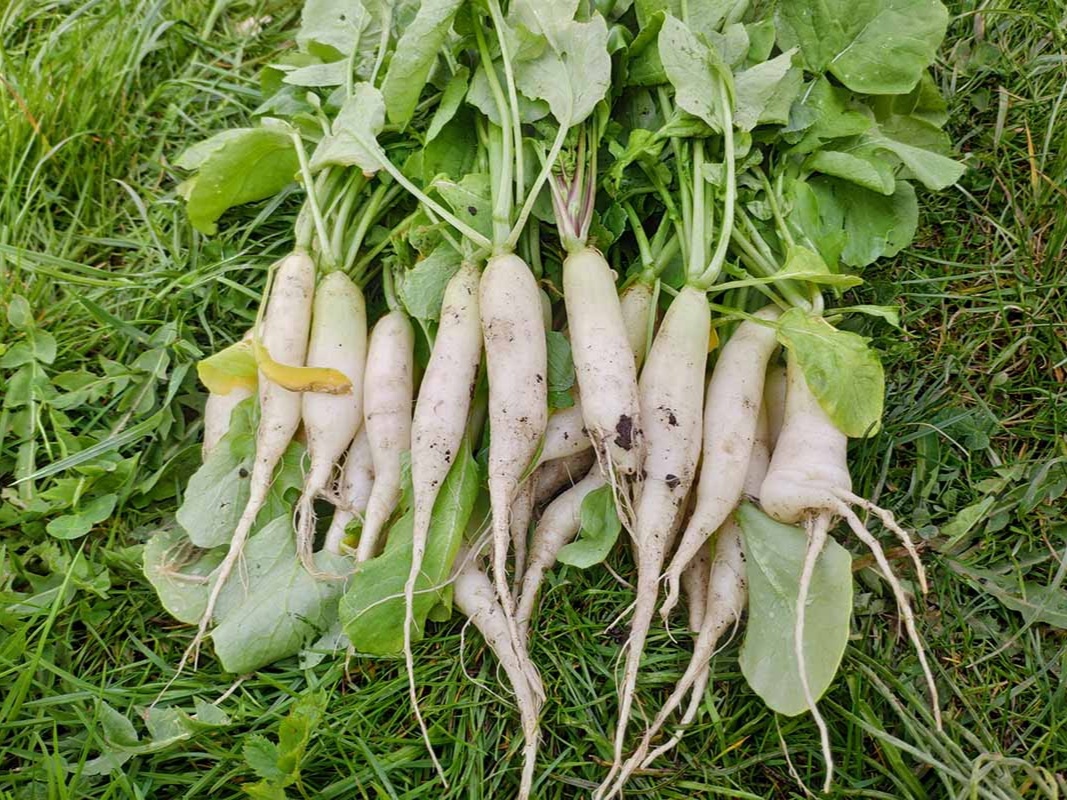 Фото: gardenerspath.com