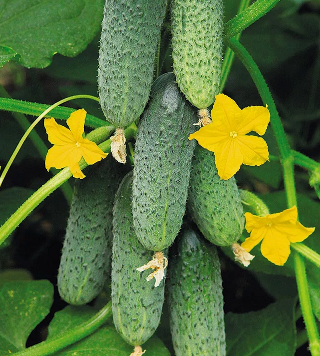 Отличные огурчики