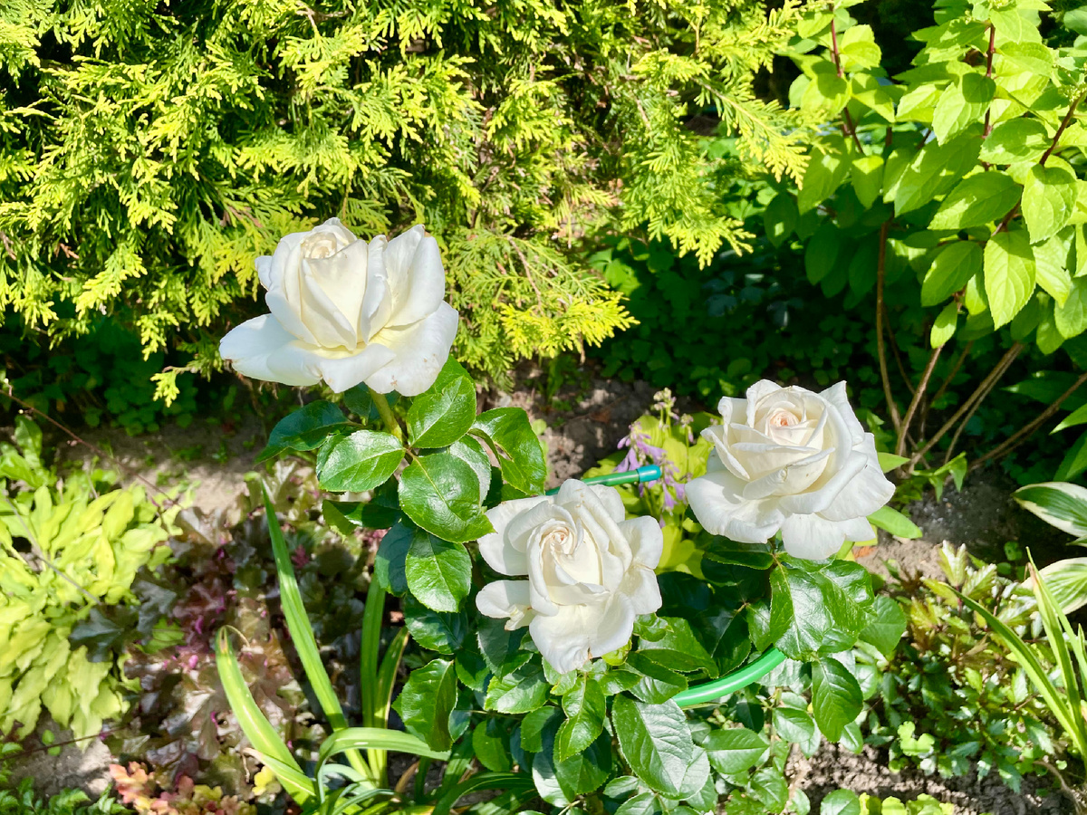 Белая Ломоносов