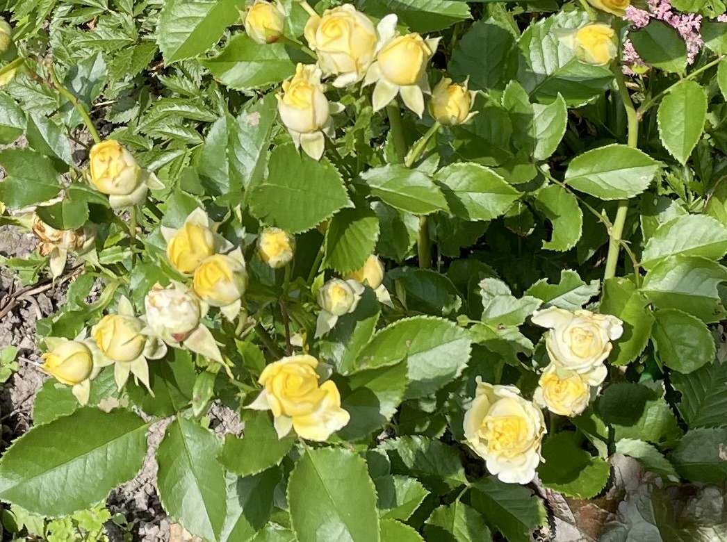 Жёлтая спрей