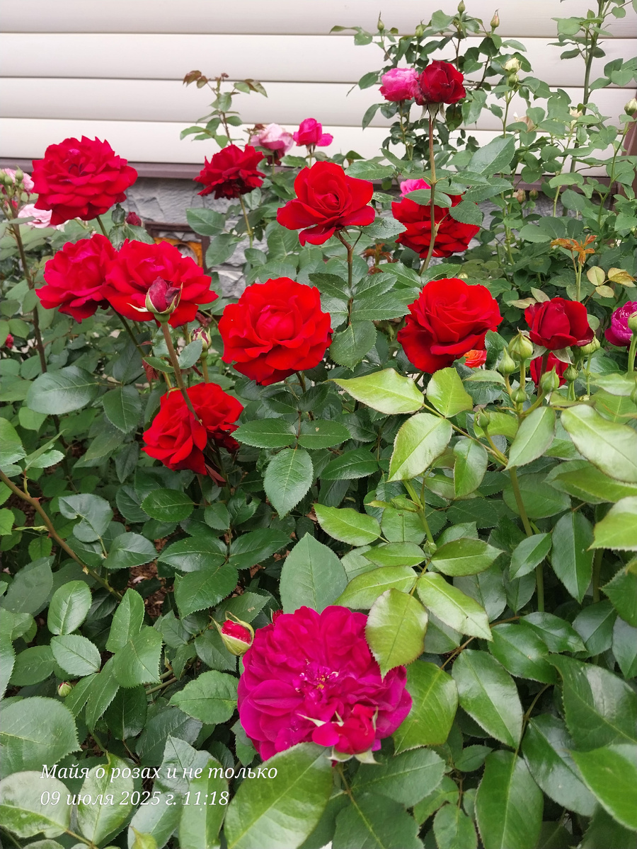 Ингрид Бергман 