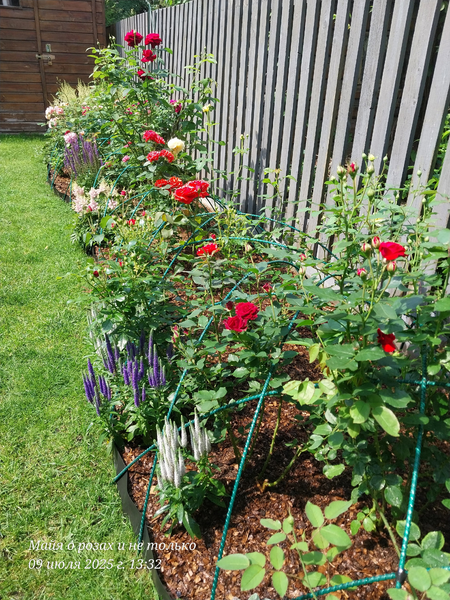 Розарий у забора с зимними дугами