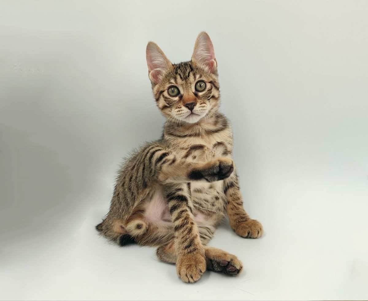 фото из коллекции питомника