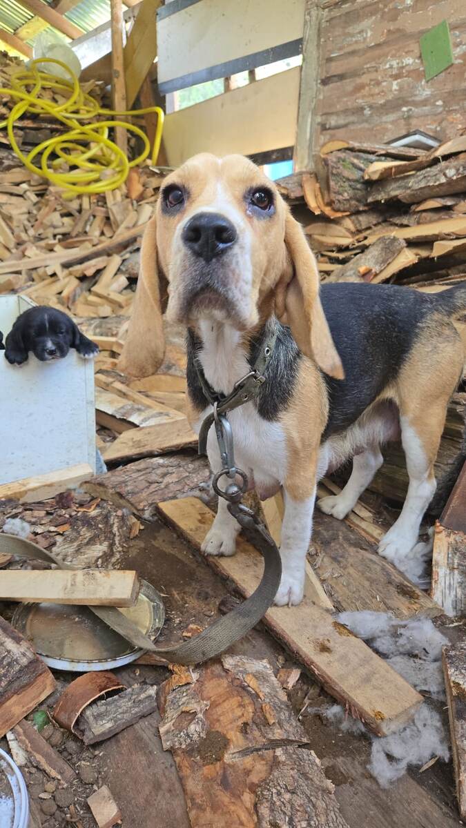 Собаку Геру свою хозяйка в итоге забрала и стерилизовала