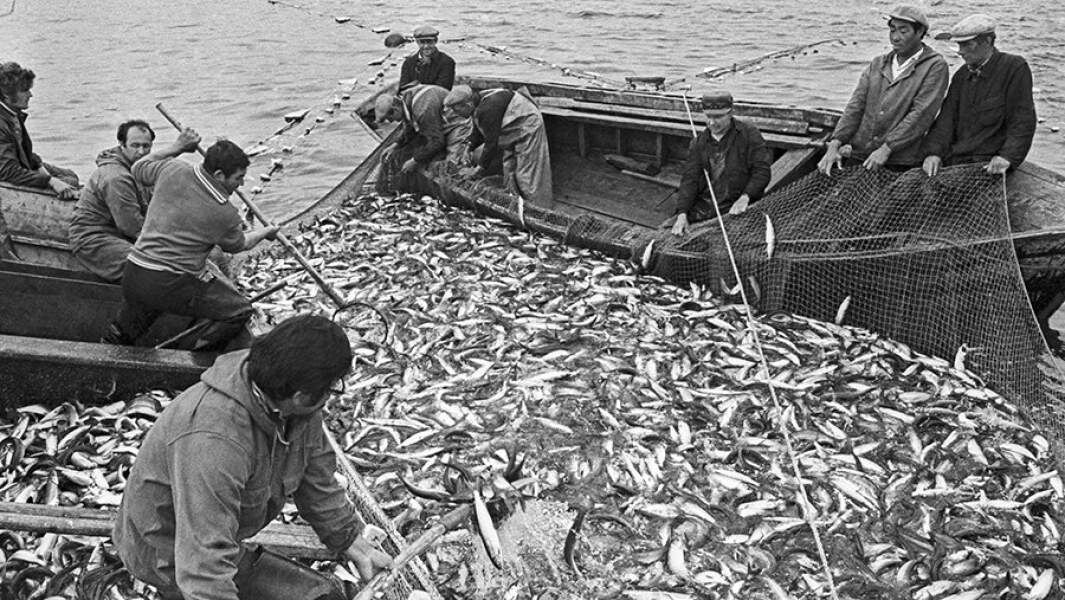 Огромные рыбные ресурсы