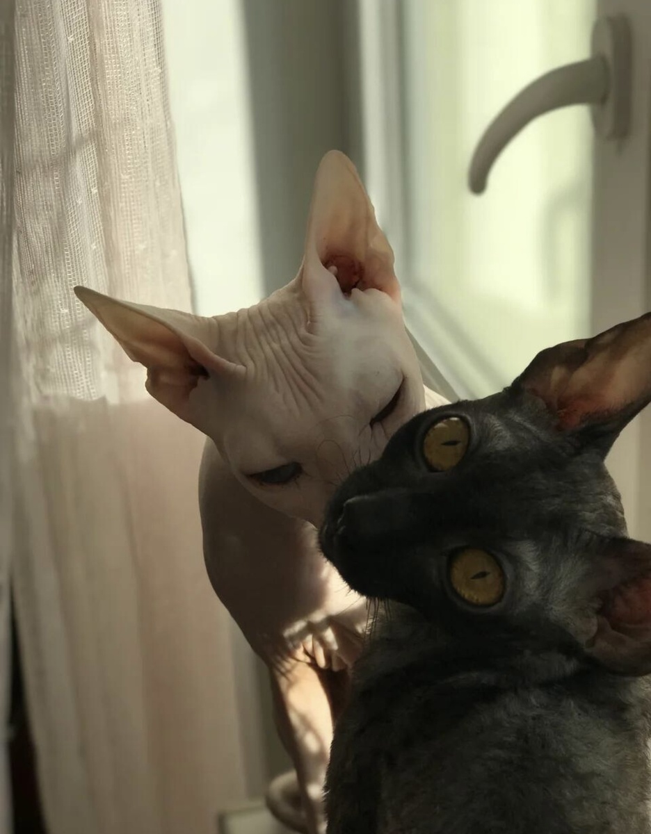 Кто не любит котиков?🤨 