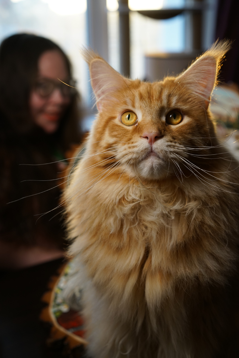 Мой кот Лютик, мейнкун