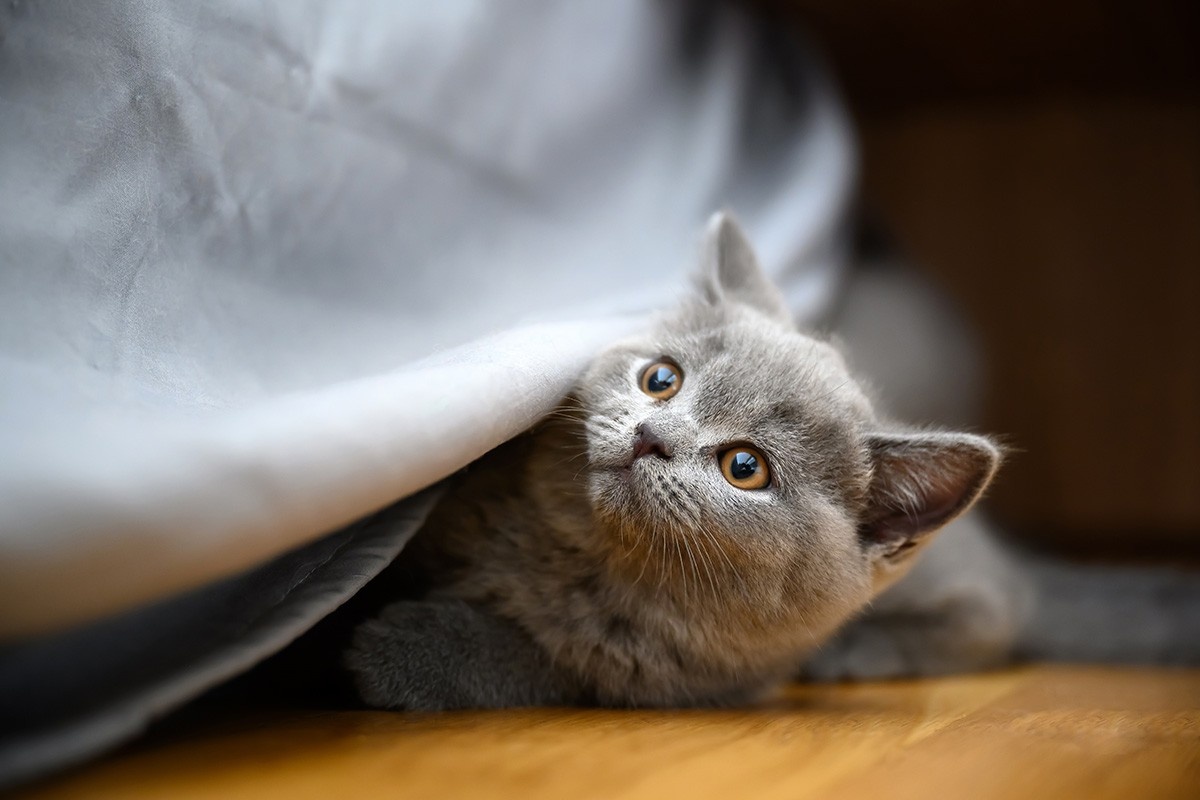    Новое место, незнакомые люди или шум — популярные причины, почему котенок прячется. Источник: Shutterstock