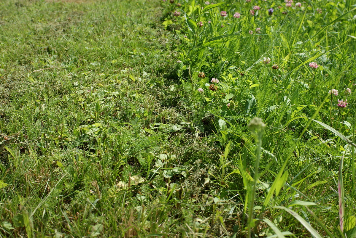 Творческое кошение кривыми линиями. Имеются противопоказания перфекционистам. 
