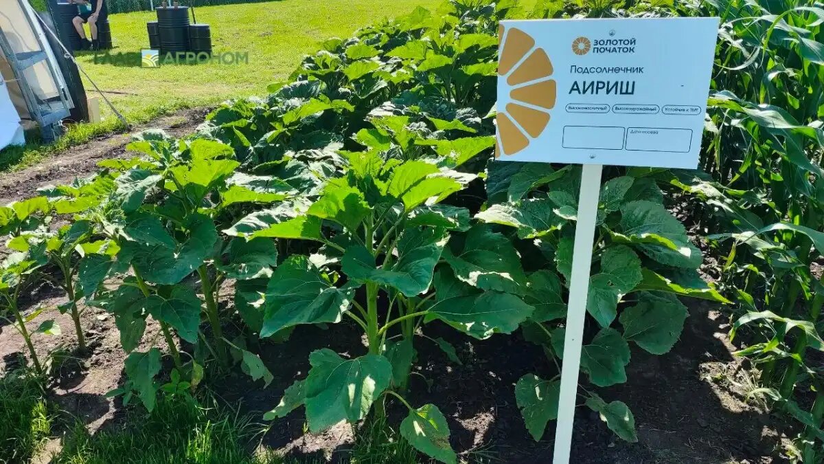 Фото:© Артем Борисов / Glavagronom.ru
Подсолнечник АИРИШ от Золотого початка