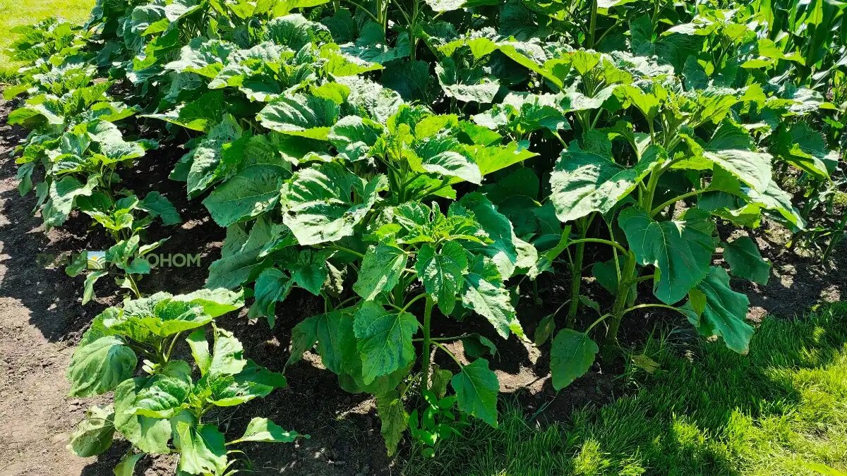 Фото:© Артем Борисов / Glavagronom.ru
Золотой початок представил новый гибрид подсолнечника АИРИШ