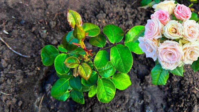 90% Черенков роз приживется. Рассказываю свой способ черенкования с высокой приживаемостью