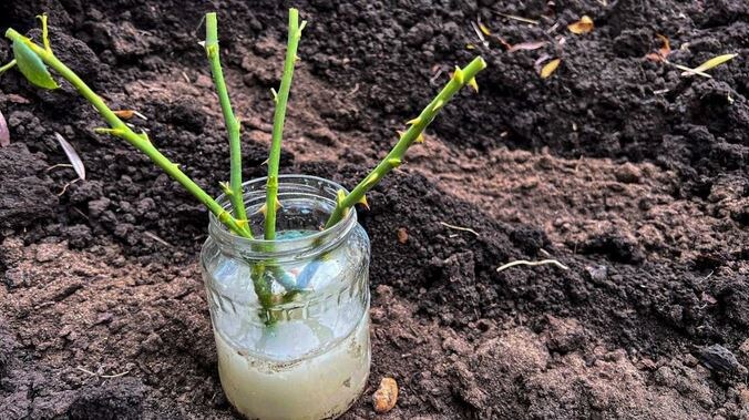 Черенкую розы Летом с приживаемостью 9 из 10 черенков. Делюсь с читателями рабочим бюджетным способом