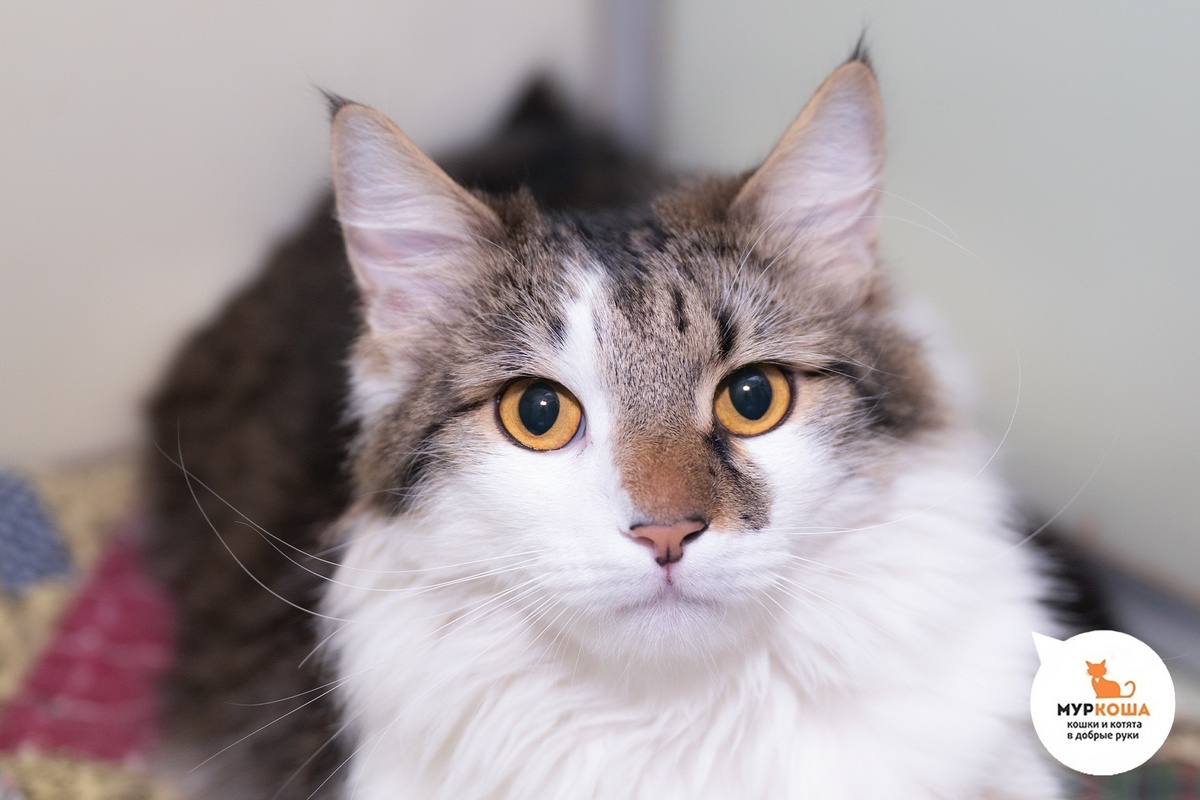 Красавчик Мартинез найден на улице.