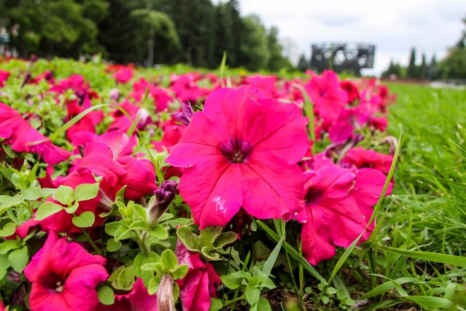    Лето. Погода. Цветы. Источник: Виталий Барабаш