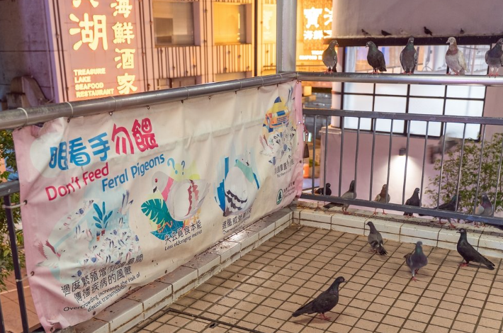 Ты чего это тут написал? Убирай! - как бы говорят голуби осуждающе