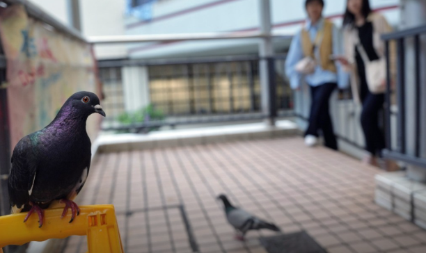 Очень симпатичная у них порода