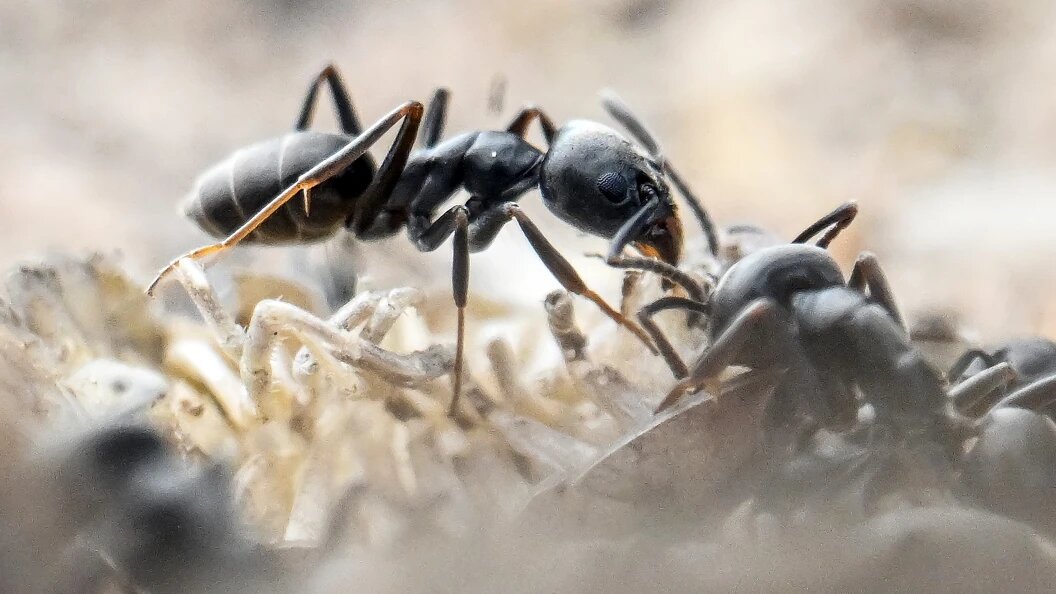    Фото: Uli Deck/Globallookpress