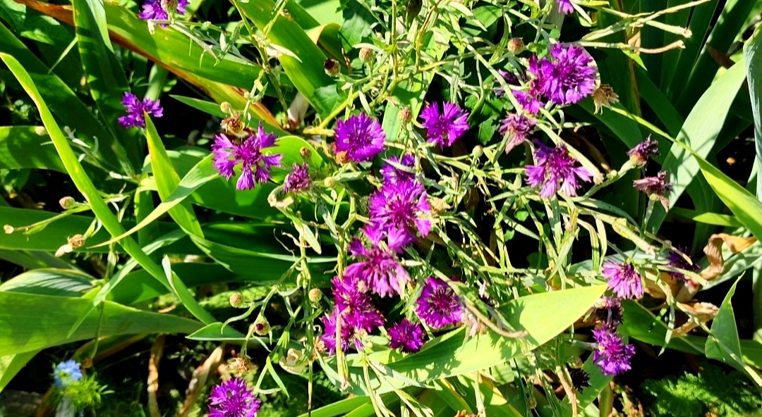 💚🌸💚🌸💚🌸💚