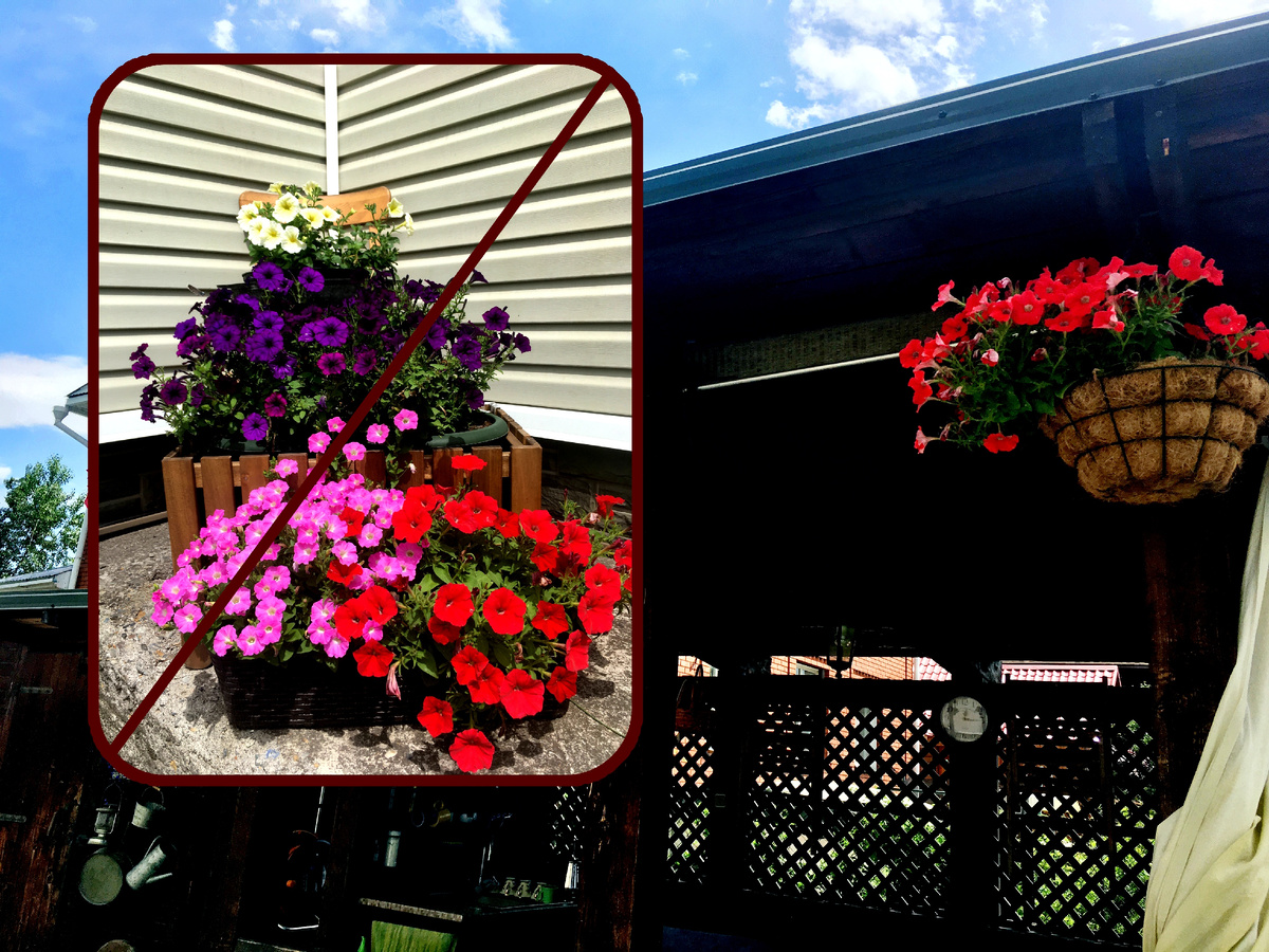 Есть достойная замена этим цветущим кашпо.