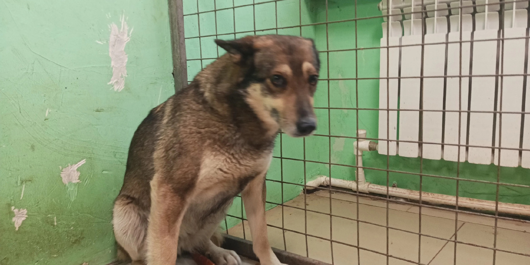 Найда: От "кусачей разбойницы" до испуганной тени