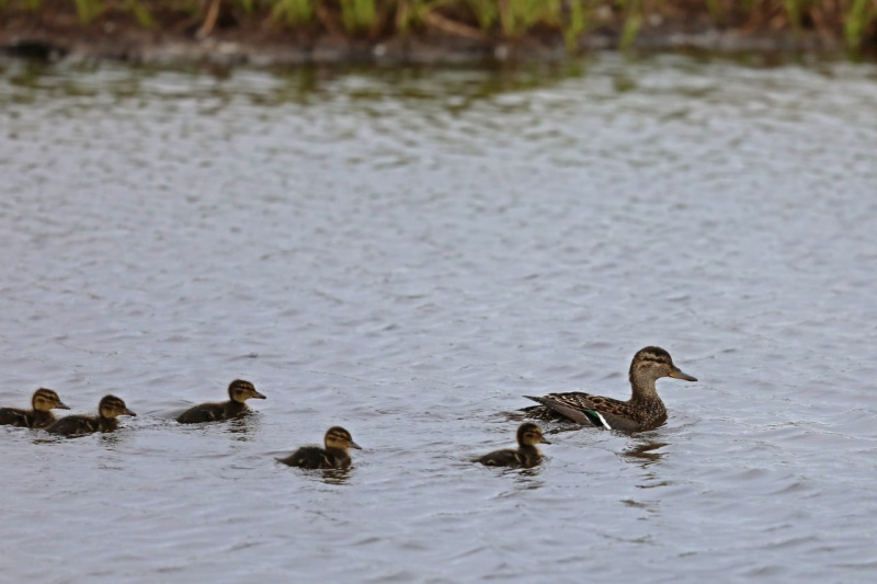 Фото: Кроноцкий заповедник