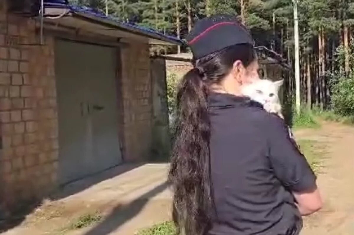    Полицейские спасли просидевшего три дня на столбе кота в Тулуне