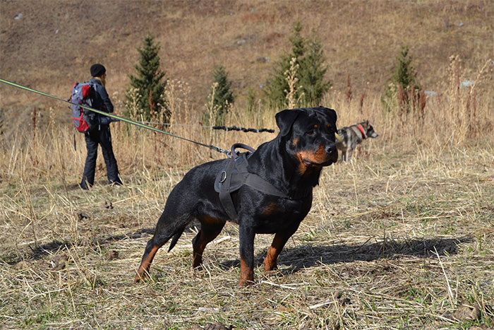 (Не подумайте плохого - просто ротвейлер, просто на природе, к счастью, фото с охотничьим применением этих собак найти не удалось. И это правильно! Источник: http://content.foto.my.mail.ru/mail/natalya_soloveva_83/1277/h-2771.jpg)