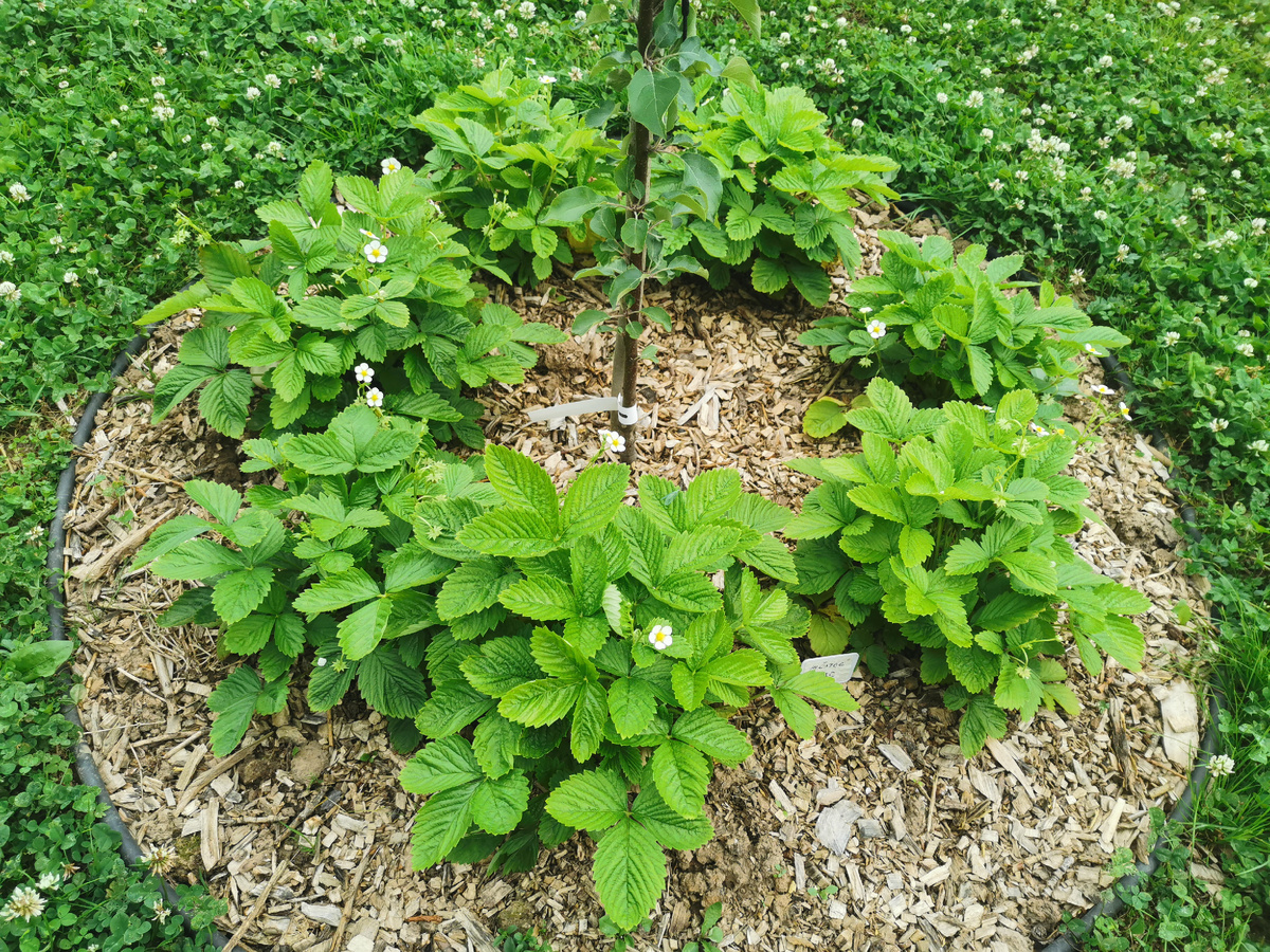 Земляника ремонтантная Желтое чудо, посев 2025