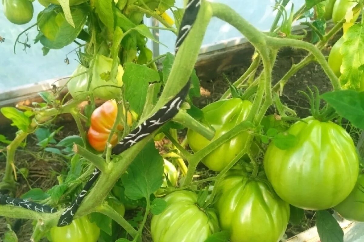    Вот такие помидоры растут из собственных семян.