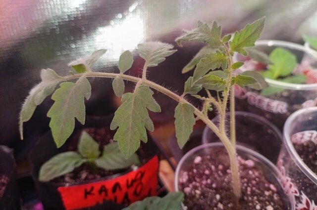    Рассада томатов из собственных семян. Фото: krsk.aif.ru/ Татьяна Бахтигозина