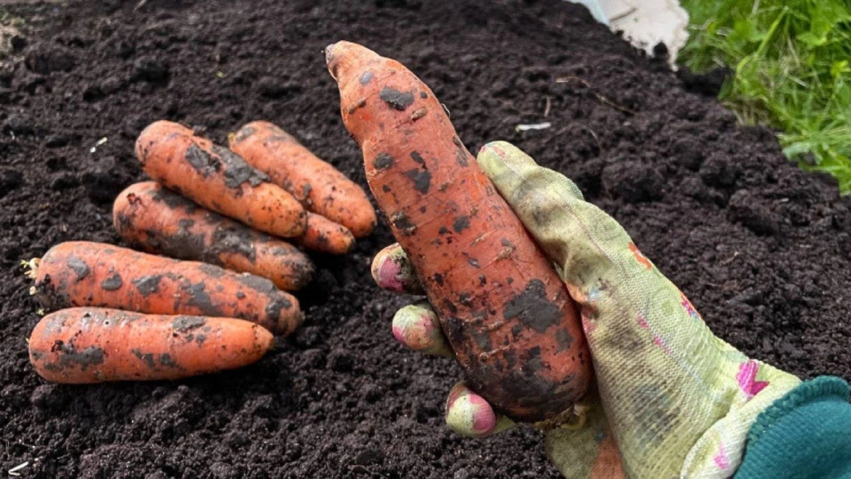 Яндекс картинки