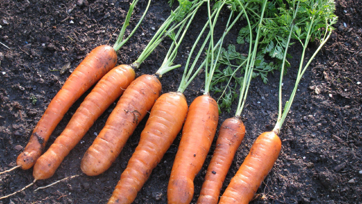 Яндекс картинки