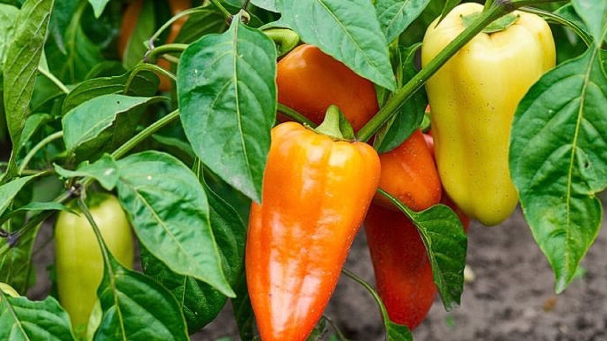 Яндекс картинки