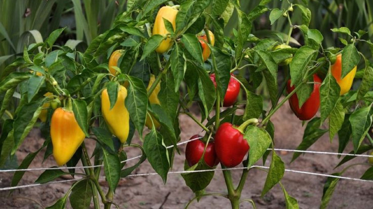 Яндекс картинки